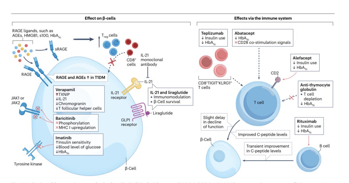 💠 Mesa diabetes

⭐️ Presentación y actualización registro dm1: 650 casos, mayoría varones, 30% debut con CAD

⭐️ Revisión inmunoterapia en dm1: 

nature.com/articles/s4157…

#SEEN2025 #embajadoraSEEN #EmbajadorSEEN