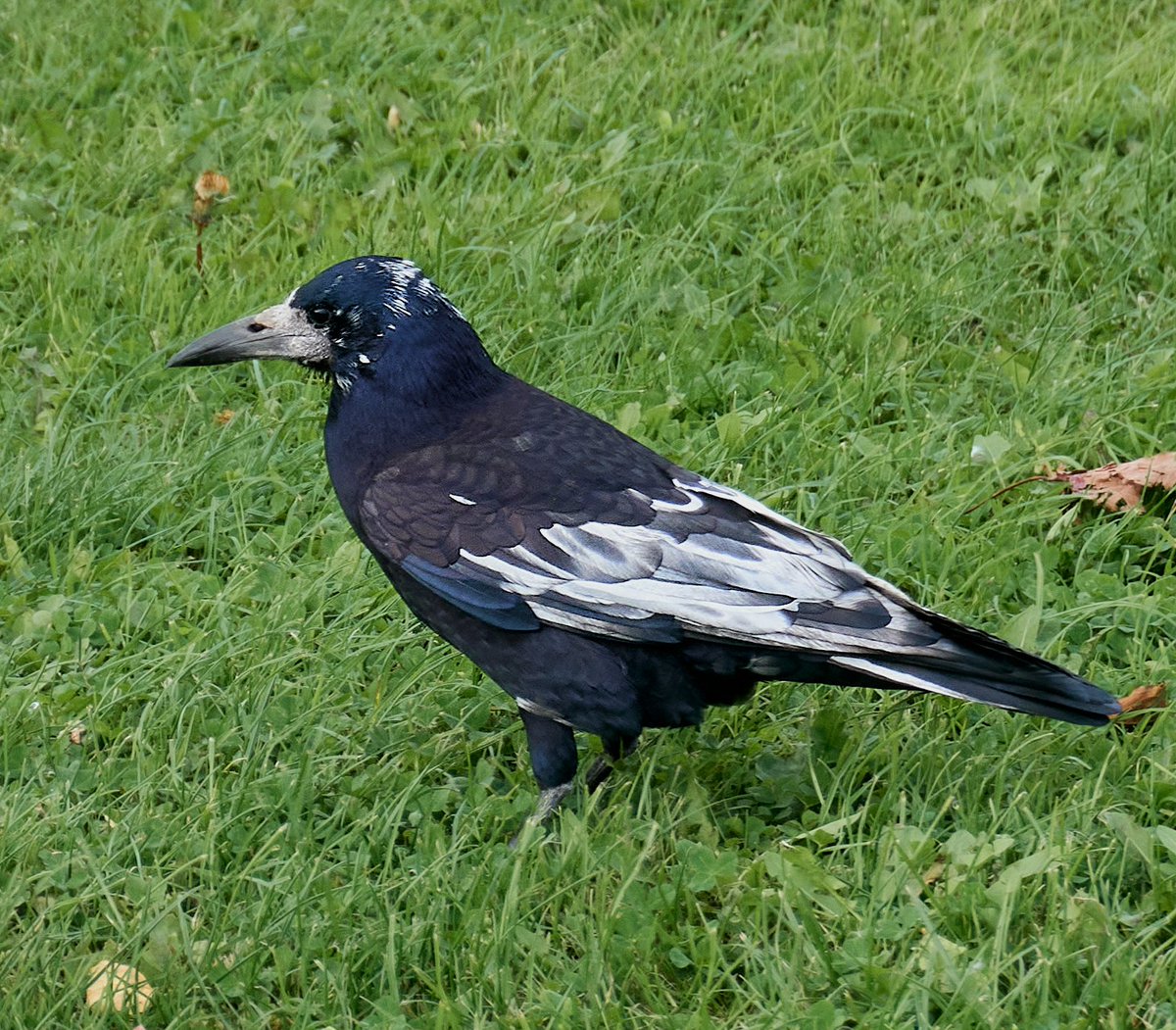 Rook.