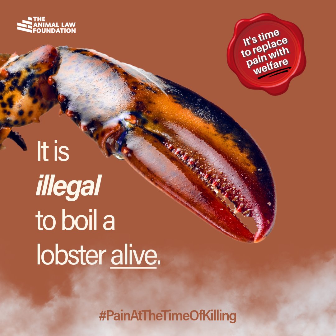 Four years ago The Animal Law Foundation initiated the legal argument that following their recognition of sentience, boiling decapod crustaceans alive is illegal under the Welfare of Animals at the Time of Killing (England) Regulations 2015 (WATOK), where it is an offence to