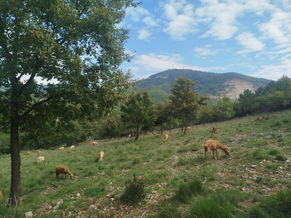 Aquesta pastura està subvencionada per la Direcció General de Boscos i Gestió del Medi per al manteniment de les àrees de baixa càrrega de combustible estratègiques per la prevenció d'incendis mitjançant pasturatge.

#prevencióincendis 
#ajutsgestioforestalsostenible2025