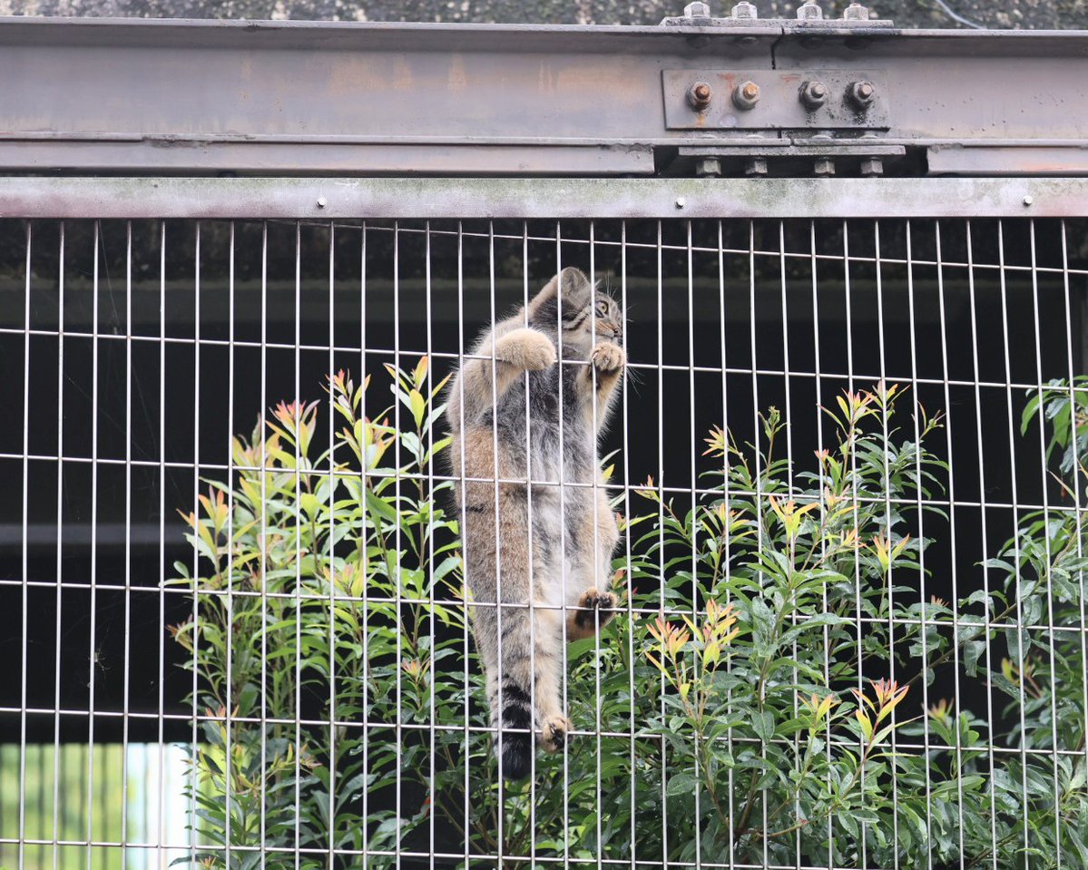 higashiyama5555's tweet image. カラスを見つけて1番上まで登った仔マヌル🐱🐾
#東山動植物園 #マヌルネコ