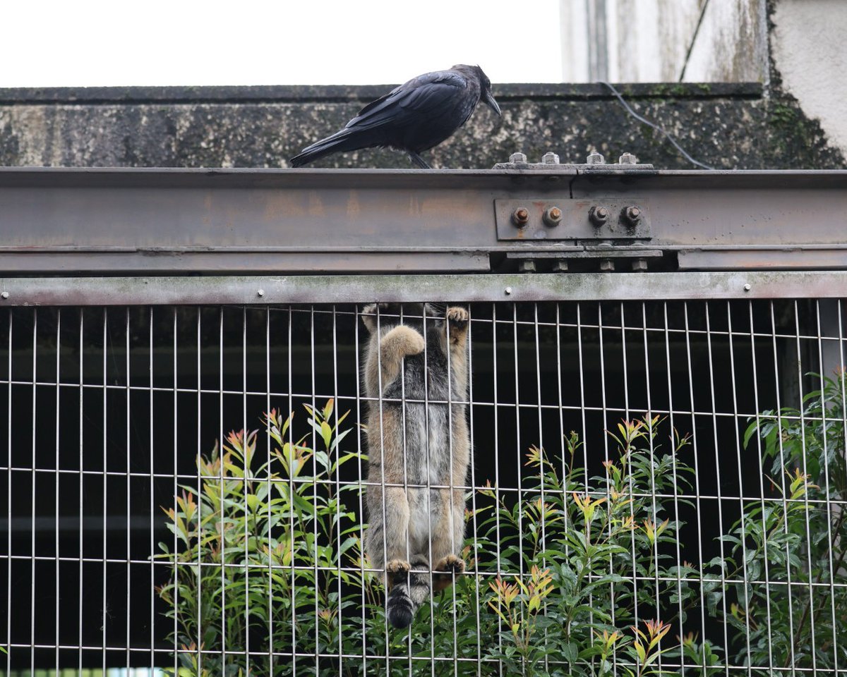 higashiyama5555's tweet image. カラスを見つけて1番上まで登った仔マヌル🐱🐾
#東山動植物園 #マヌルネコ