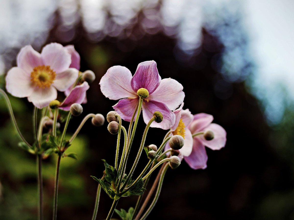 PEKHTography's tweet image. Anemones mastered the art of being noticed without being needy 🎭 Standing tall, looking cute, minding their own photosynthesis business 🌱 Peak introvert energy achieved 😎 #IntrovertGoals
#anemone #flowers #autumn #nature #pink #garden #bloom #petals #macro #beauty #botanical