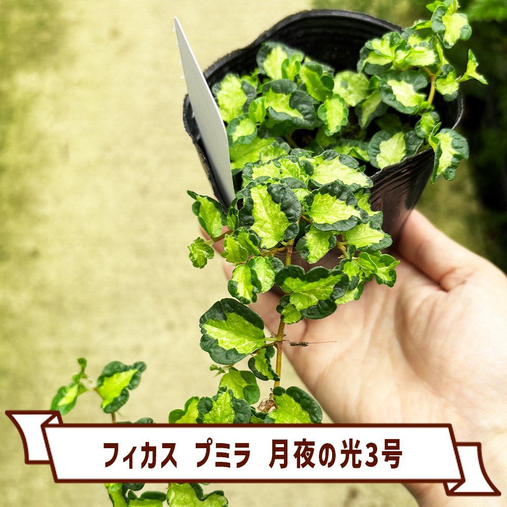 植物と青果物販売のITANSE(イタンセ) on X