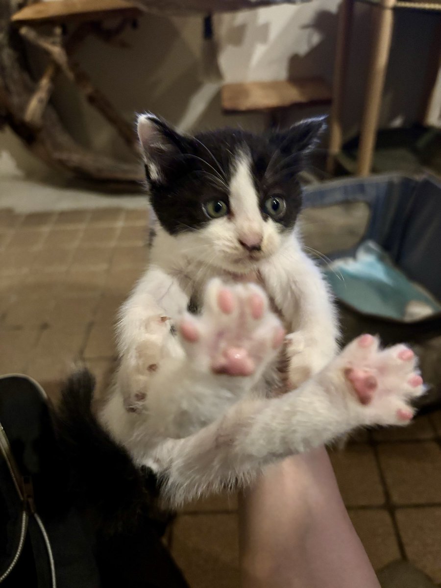 近所に子猫が捨てられてると連絡があり緊急で保護してきました
次から次へと〜😂
対応で開店遅れそうです！
連日すみません🙏