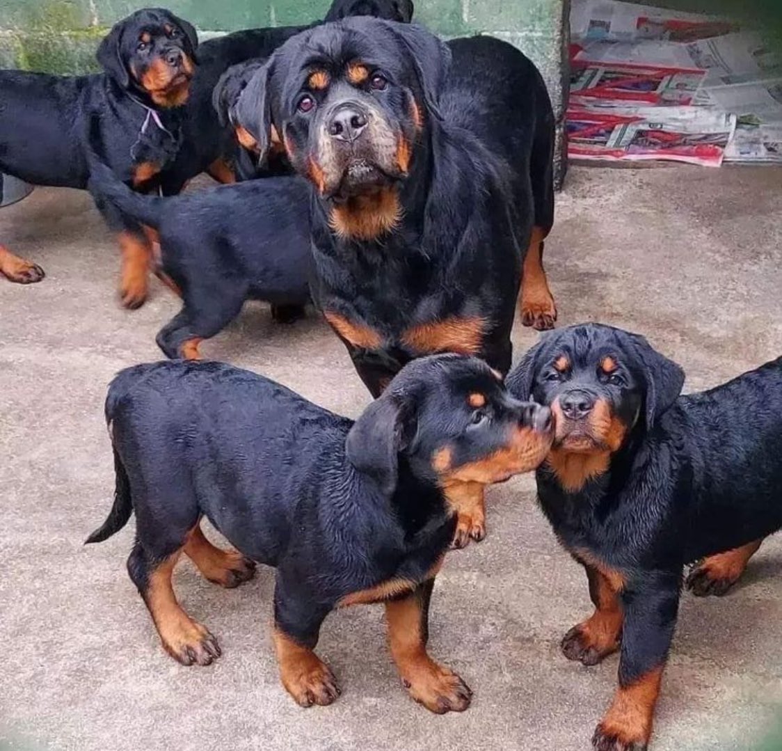 tinazeeZW1's tweet photo. Please adopt these kids 😭😭😭 https://t.co/hN9TUrihq6