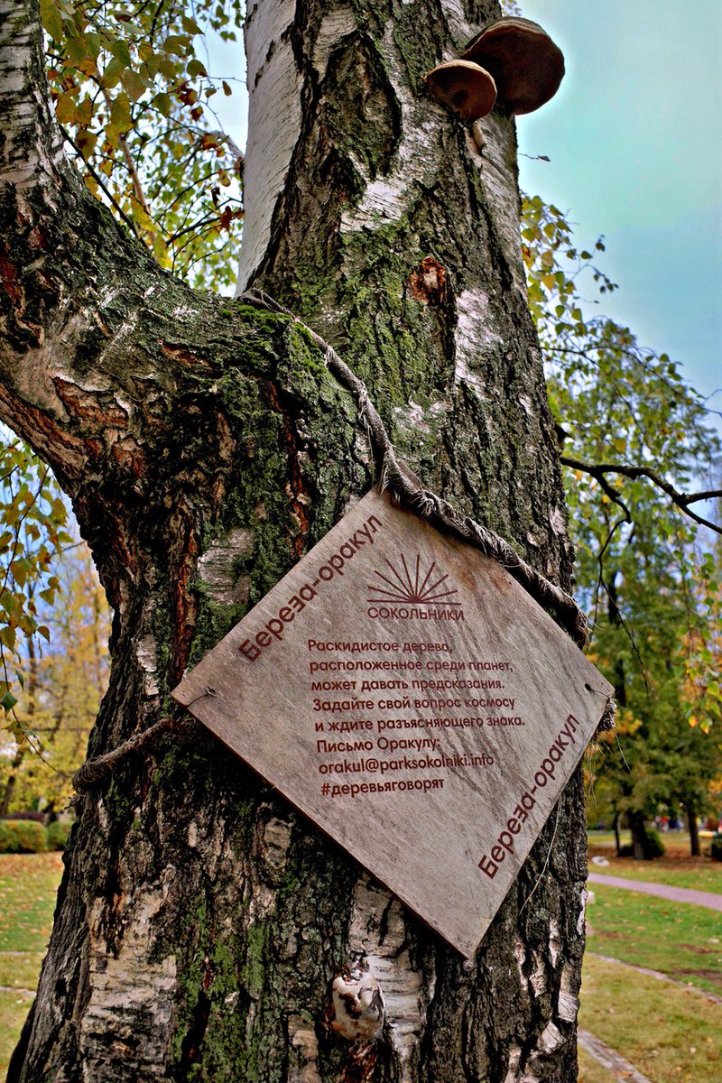 PEKHTography's tweet image. Stumbled upon a birch with an email address 📧🌳. Either the future is very eco-friendly, or we just unlocked forest Wi-Fi. 😂 #emailfromnature
#tree #nature #autumn #forest #mystery #park #sign #oracle #magic #outdoors #leaves #spiritual