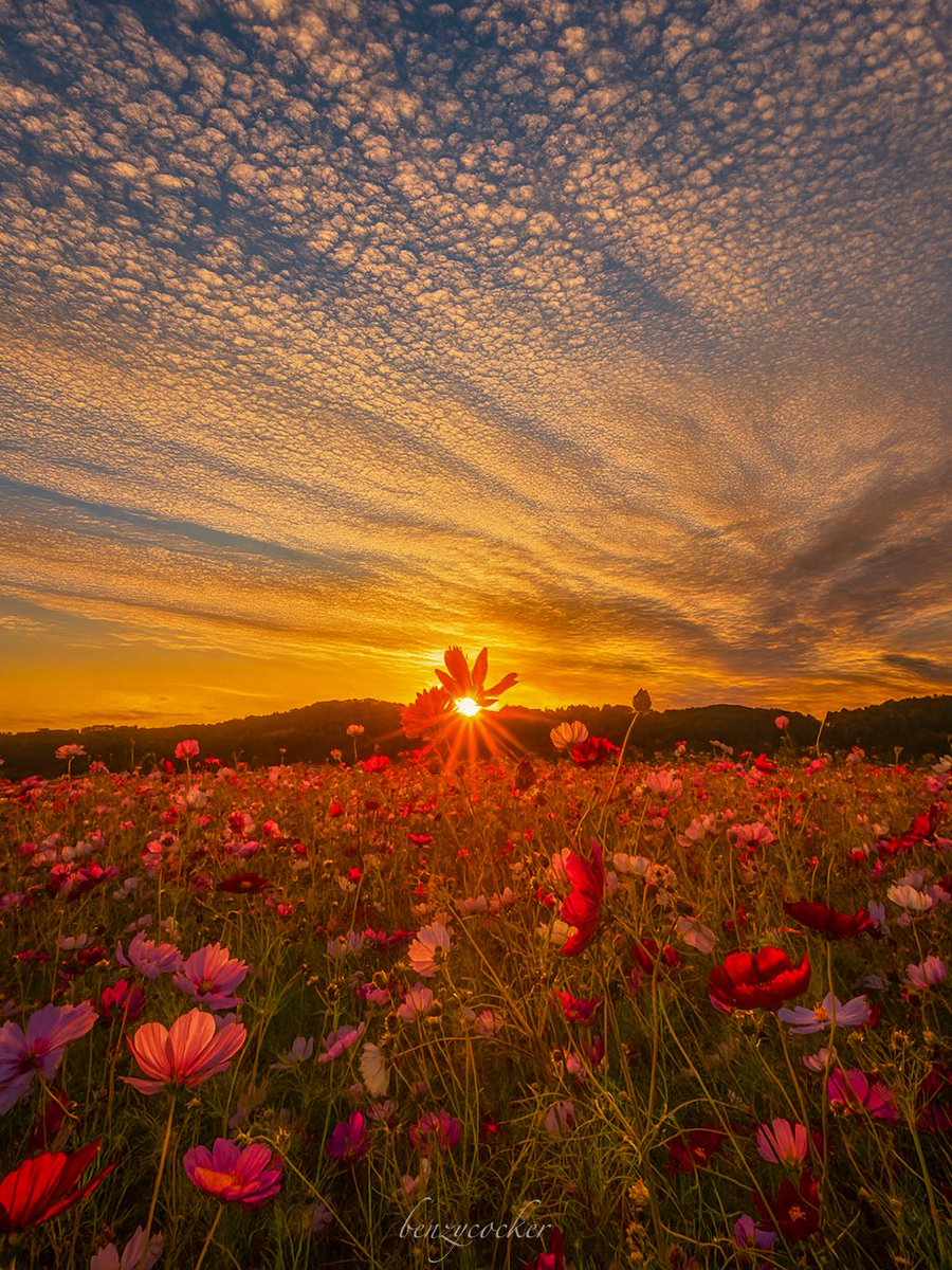 よっしー。様ページ ヨッシー (@AOGSDkw5Qmr1X51) / Posts / X