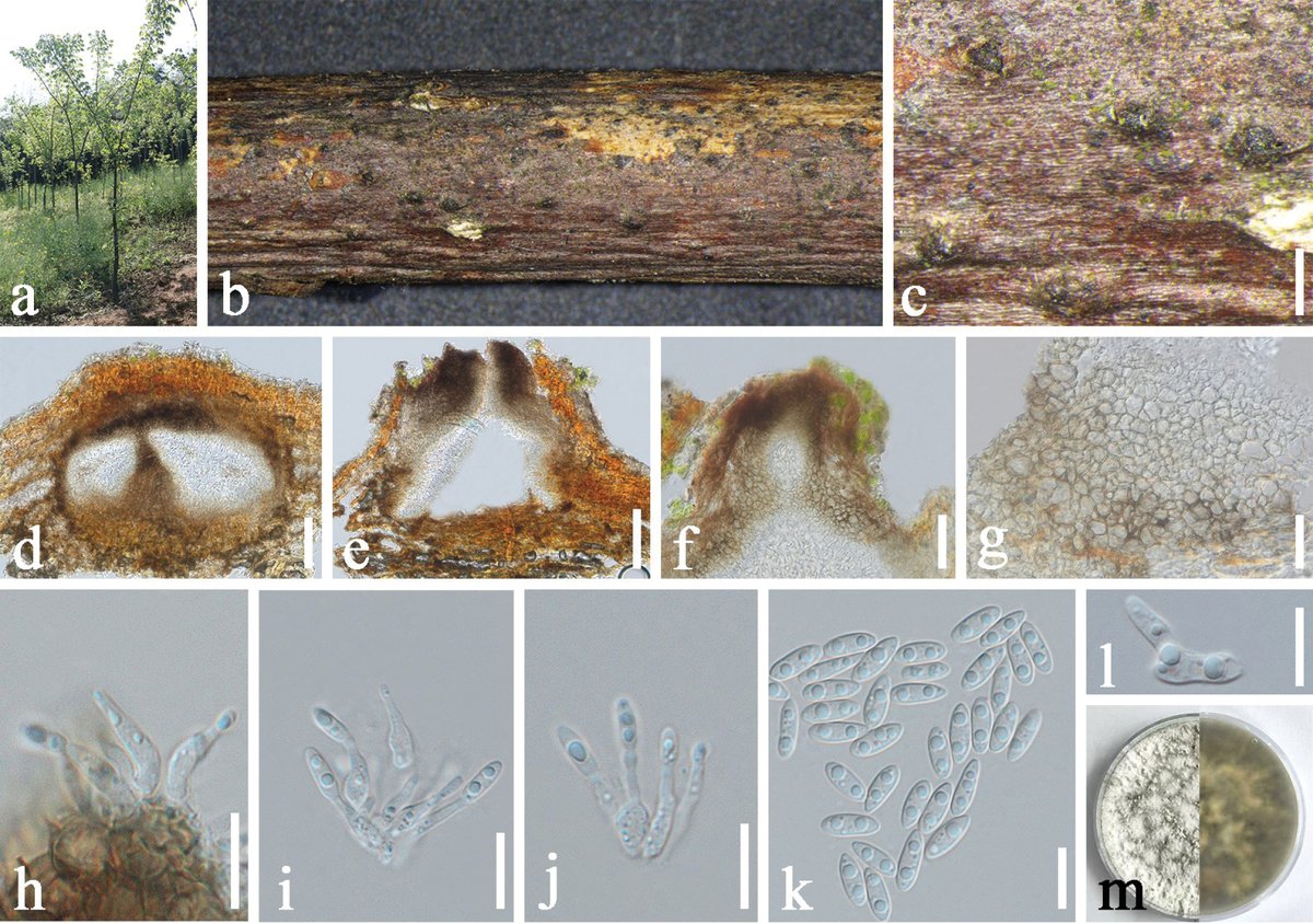 Two new species and two new host records of 𝐷𝑖𝑎𝑝𝑜𝑟𝑡ℎ𝑒 are presented from 𝑃ℎ𝑒𝑙𝑙𝑜𝑑𝑒𝑛𝑑𝑟𝑜𝑛 𝑐ℎ𝑖𝑛𝑒𝑛𝑠𝑒 in Sichuan, China.

🔗 doi.org/10.3897/mycoke…