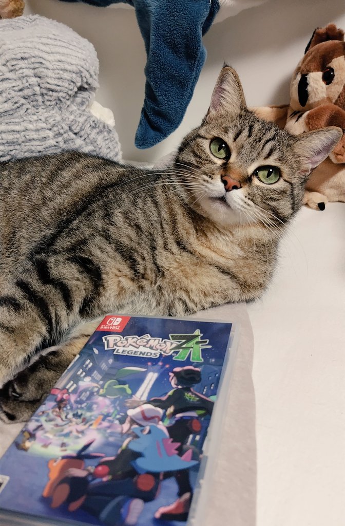 トラ猫ゴロー ゴロー🐾 (@cat_56chan) / Posts / X