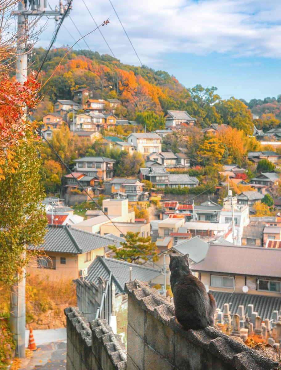 のんびりのどか、ボクの秋.