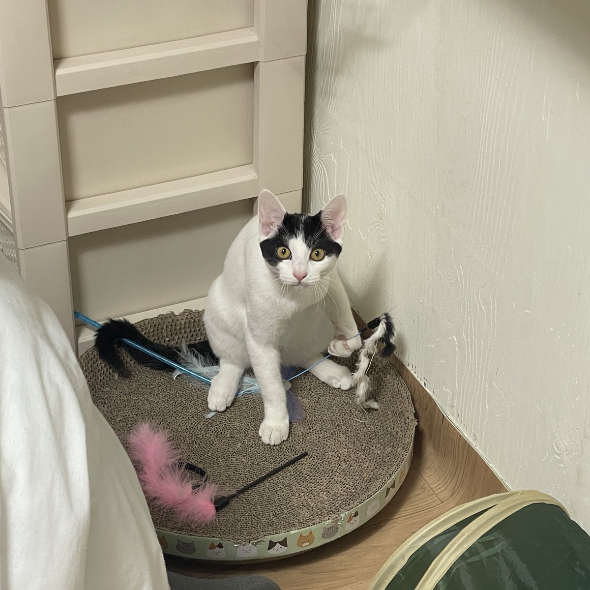 제발 그 장난감만은…