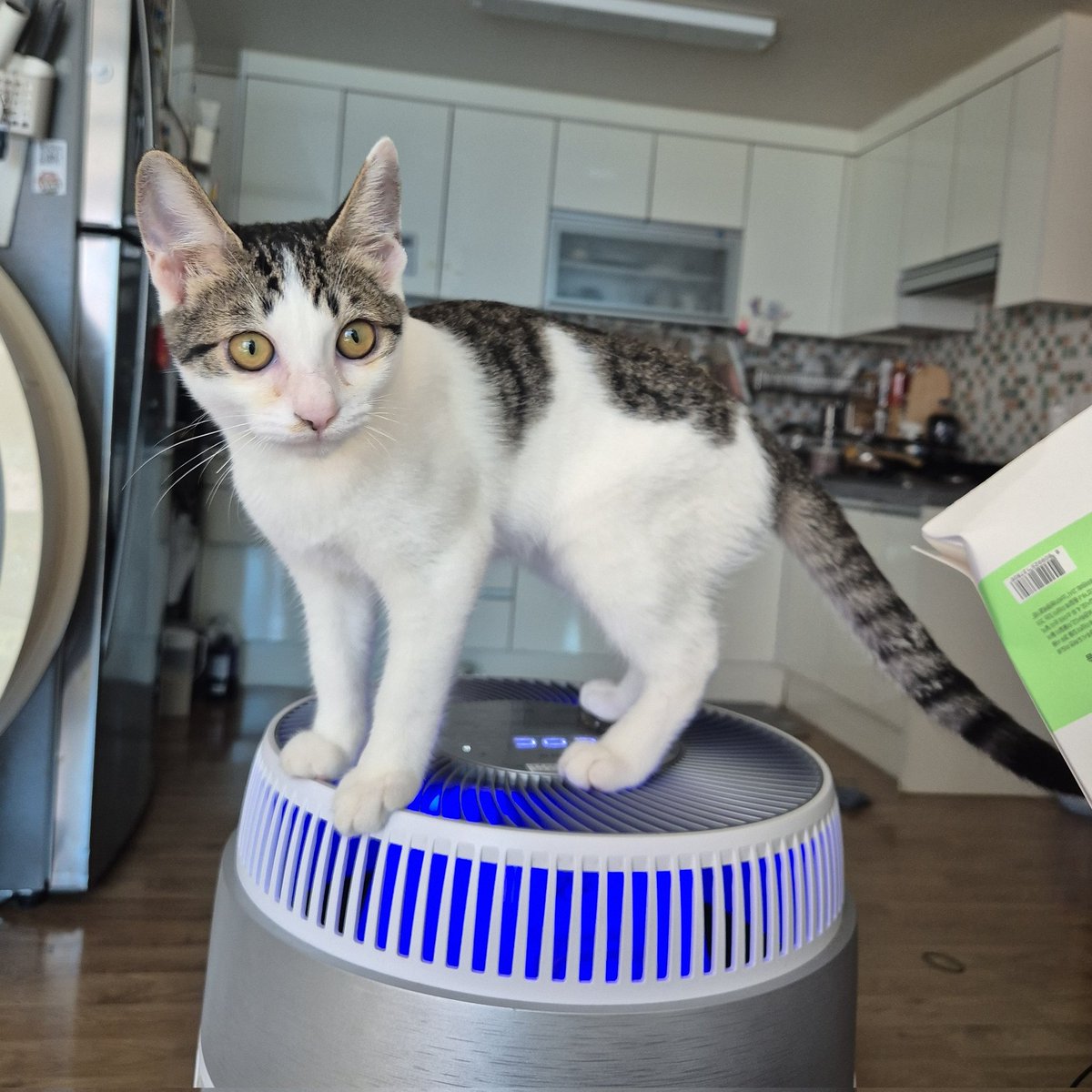 선배님들 하는건 꼭 다 따라하는 햄복이...
공기청정기 위에 올라가서 바삭 똥꼬 만드는데 맛들렸어요