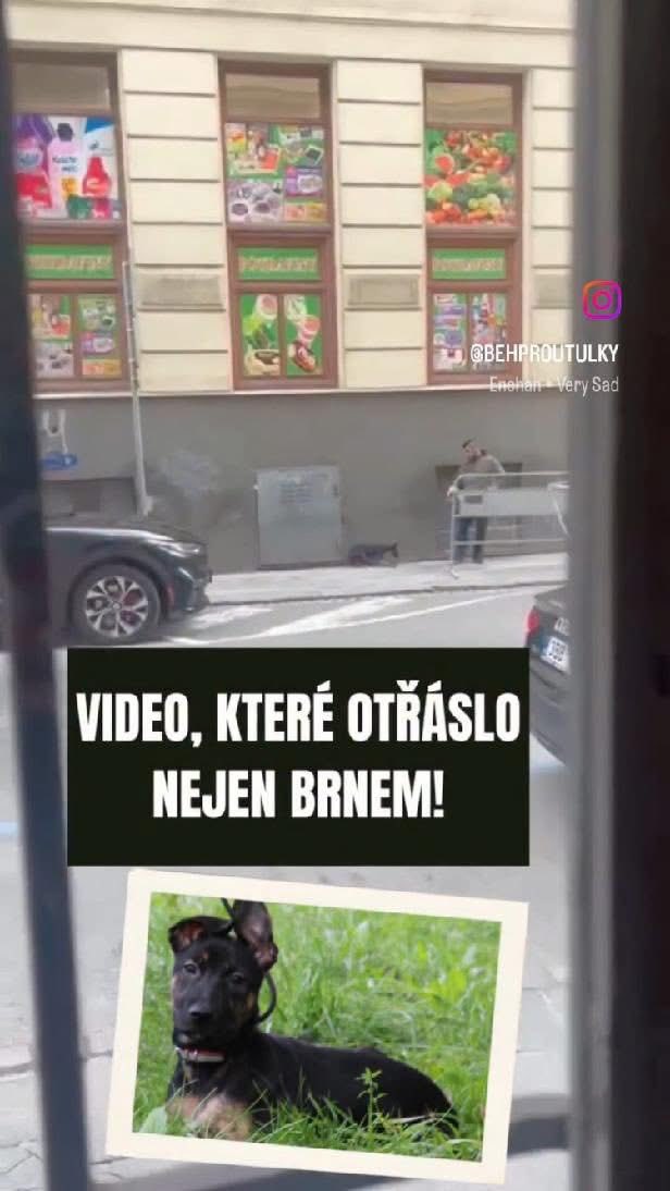 Mia – fenečka z Brna, kterou někdo bil a táhl po zemi. Dnes je v bezpečí 🐾

Pomoz i ty dalším psům, kteří takové štěstí neměli.
Sbírka DEN ZVÍŘAT běží na Donio ❤️
➡️  🔗 donio.cz/denzvirat

#PomocMáSmysl #Donio #DenZvířat #BěhProÚtulky #ZachraňPejska #PodpořÚtulek