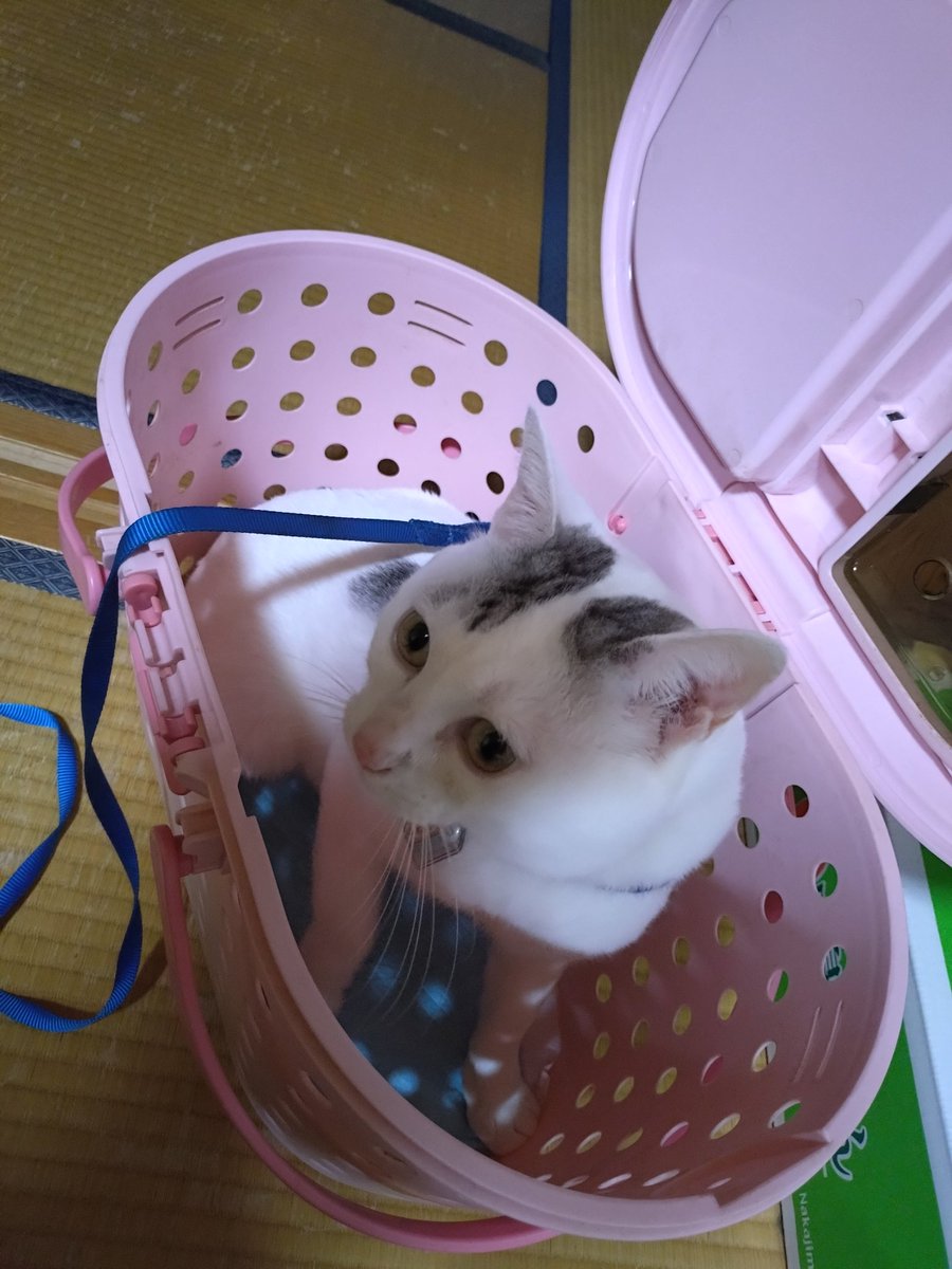 木山神社の招き猫 on X