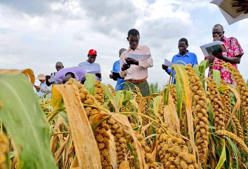Key #SSCUganda achievements include:
❇️ Introduction of high-yielding varieties of rice, millet, sorghum ❇️ Introduction of the Chinese duck breed
❇️ Establishment of 50 rice-fish culture sites with 400,000 fish fry with 7,000 kilograms of feed