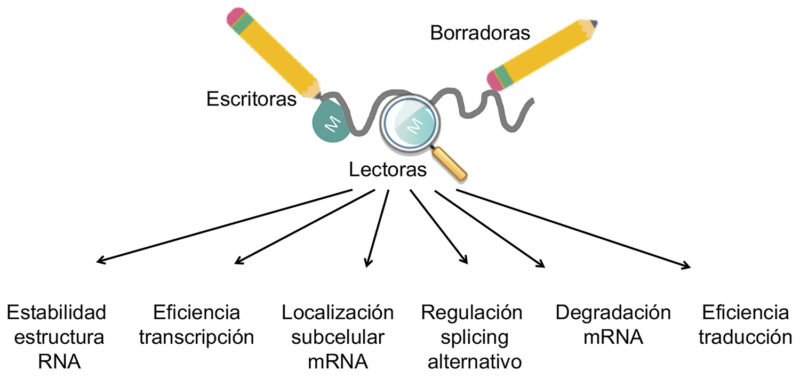 SEBBM (@sebbm_es) on Twitter photo 🔬 <a href="/Sblancolab/">Sandra Blanco Lab</a> explica cómo el ARN puede llevar modificaciones químicas (m6A, m5C, pseudouridina…) que regulan su estabilidad, localización y función sin alterar su secuencia en nuestra #RevistaSEBBM
👉f.mtr.cool/zuagjropmp 🔬 <a href="/Sblancolab/">Sandra Blanco Lab</a> explica cómo el ARN puede llevar modificaciones químicas (m6A, m5C, pseudouridina…) que regulan su estabilidad, localización y función sin alterar su secuencia en nuestra #RevistaSEBBM
👉f.mtr.cool/zuagjropmp