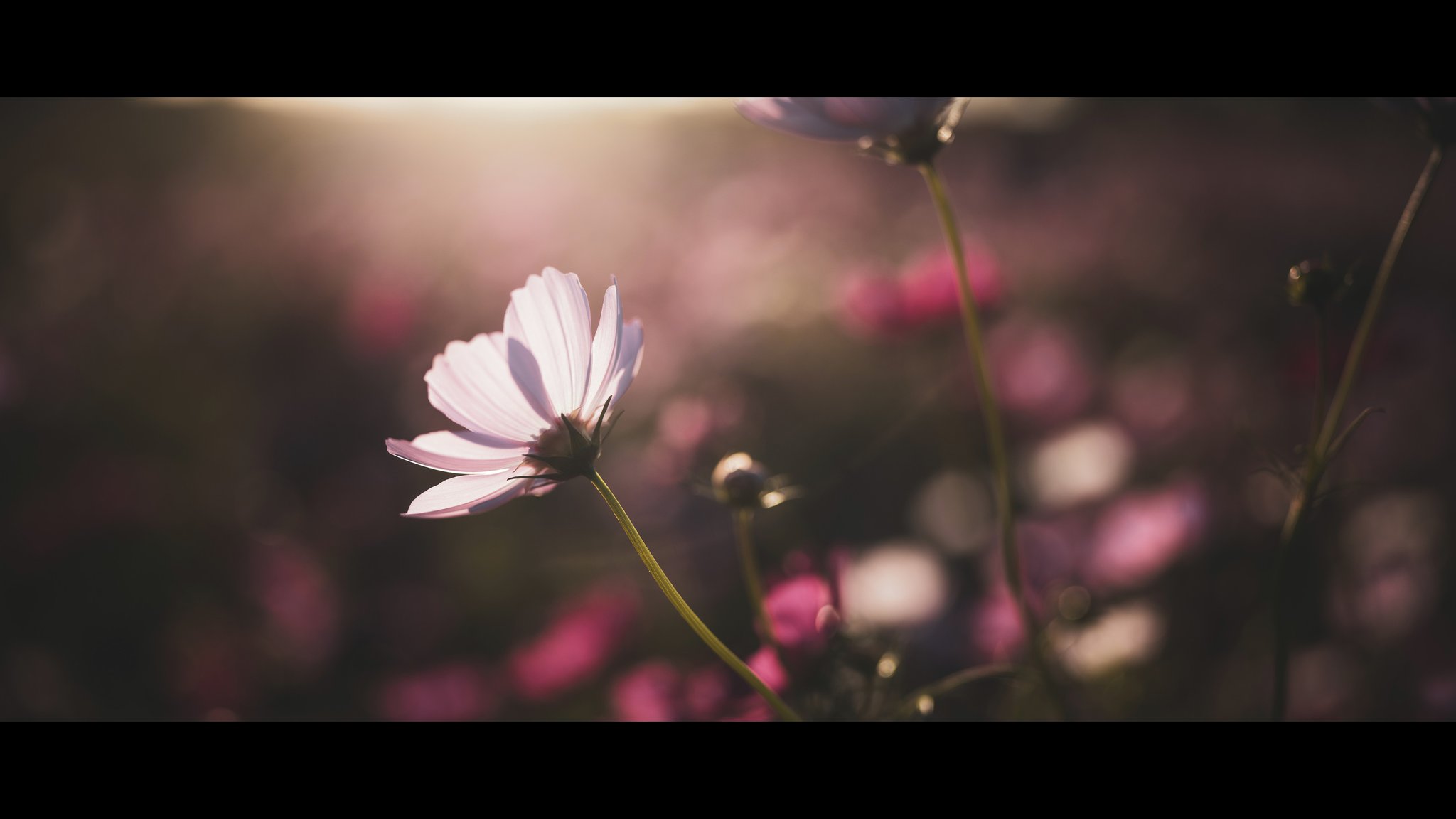 Haru＊Flower／ Haru - Windflower Florist