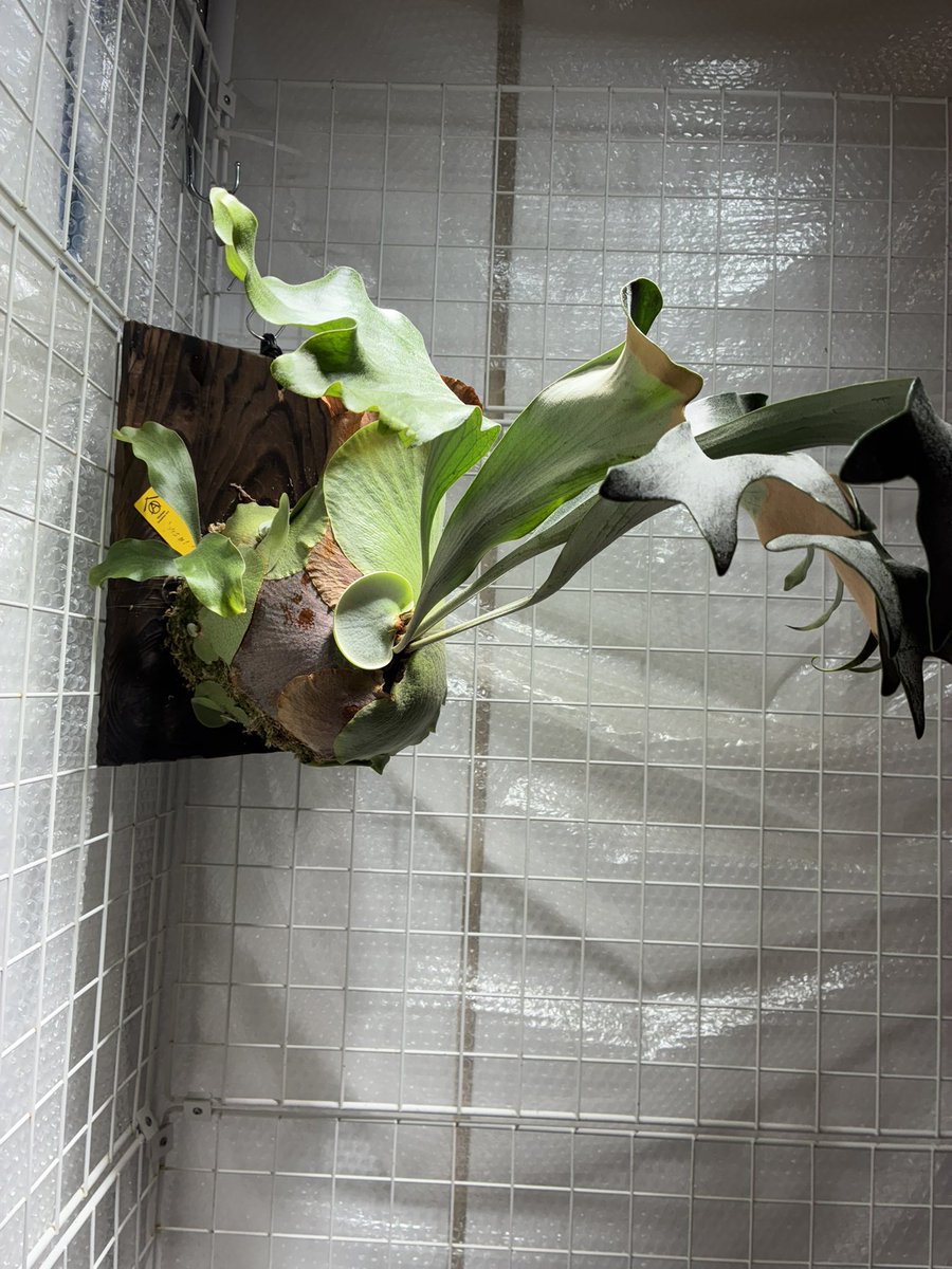 草フリマ

Platycerium yos#1
ヒリー系

写真①②が対象子株
写真③④が参考親株

¥4,000➕送料ヤマト着払い

PayPayか銀行振込

#草フリマ
#ビカクシダ