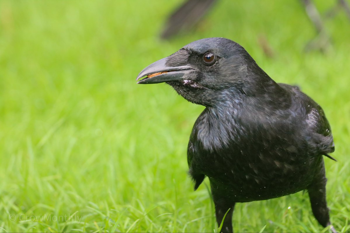 Crow breakfast.