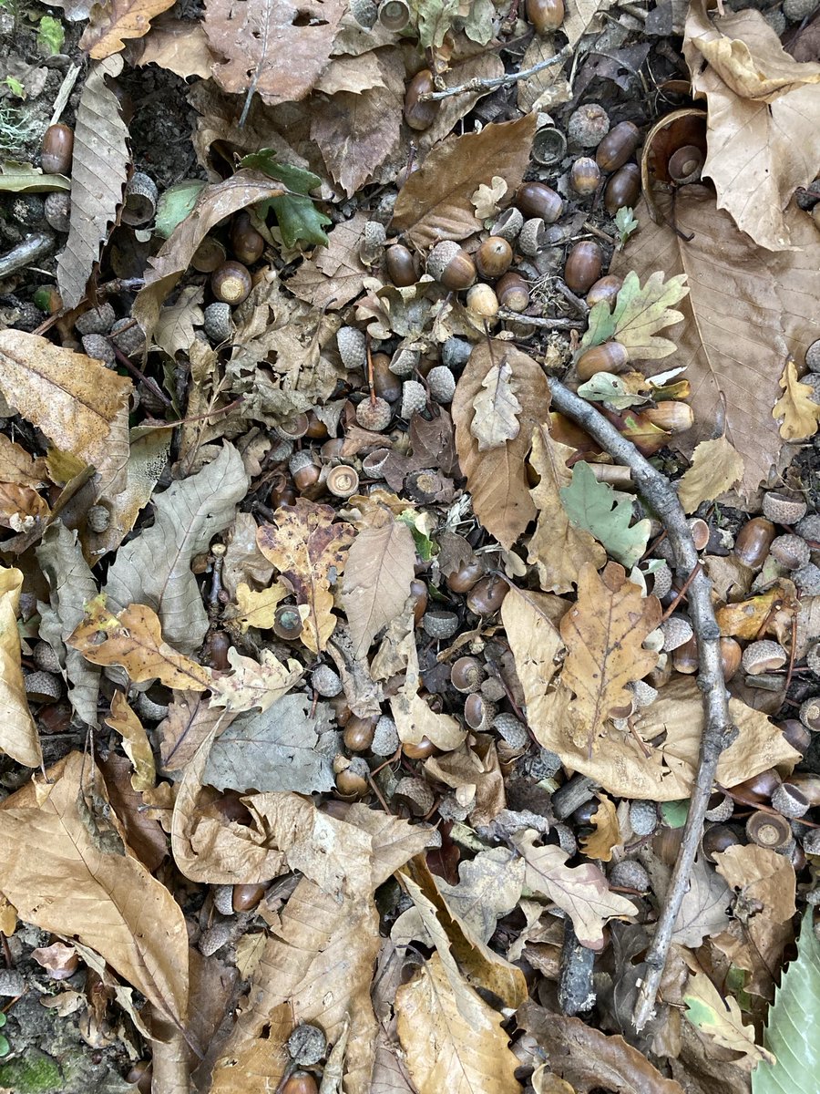 Every inch of our woodland floor looks like this currently. It’s wonderful
