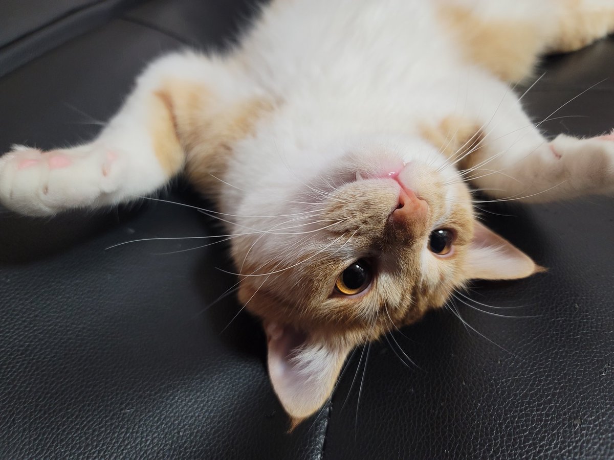 GALAXY_yoge's tweet photo. #猫好きさんと繋がりたい
#猫のいる暮らし
#猫のいる生活 https://t.co/MPcNlTbW3f