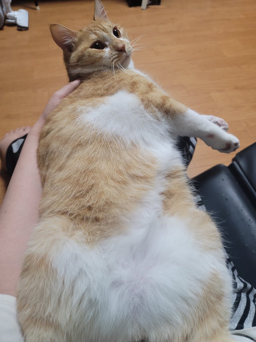 GALAXY_yoge's tweet photo. #猫好きさんと繋がりたい
#猫のいる暮らし
#猫のいる生活 https://t.co/MPcNlTbW3f