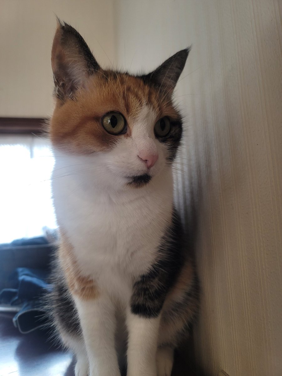GALAXY_yoge's tweet photo. #猫好きさんと繋がりたい
#猫のいる暮らし
#猫のいる生活 https://t.co/r0XHddtCa9