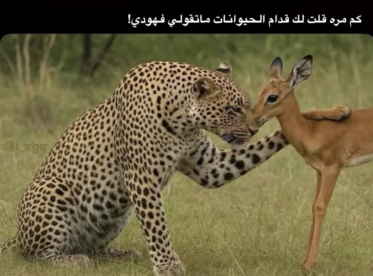 العتيبي (@tot_9il) on Twitter photo 