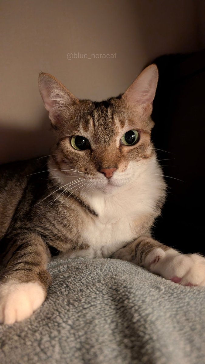 野良さん@握力1.75t on X: 