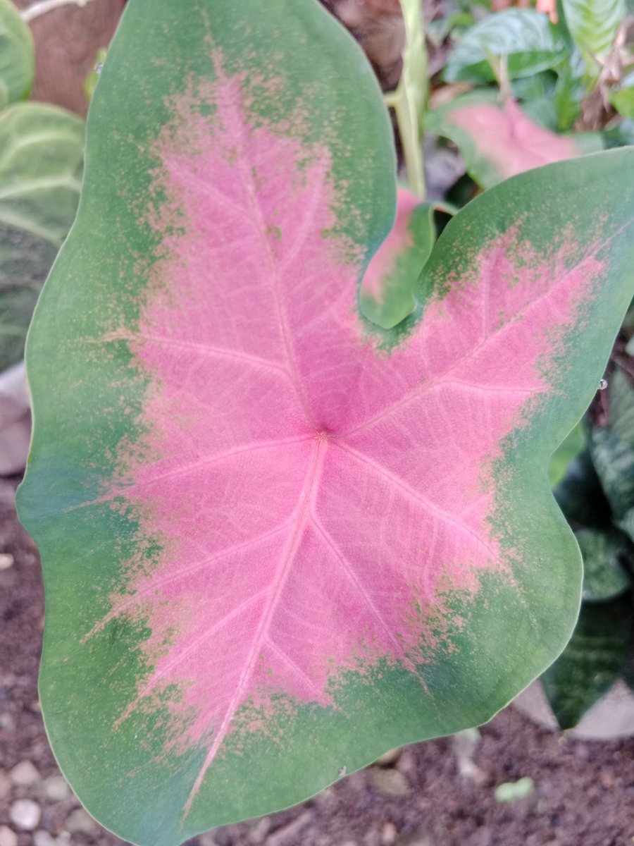 AKIMBO_888's tweet photo. #AlphabetChallenge
#Pforpink
#caladium https://t.co/9ecBXeFqaE
