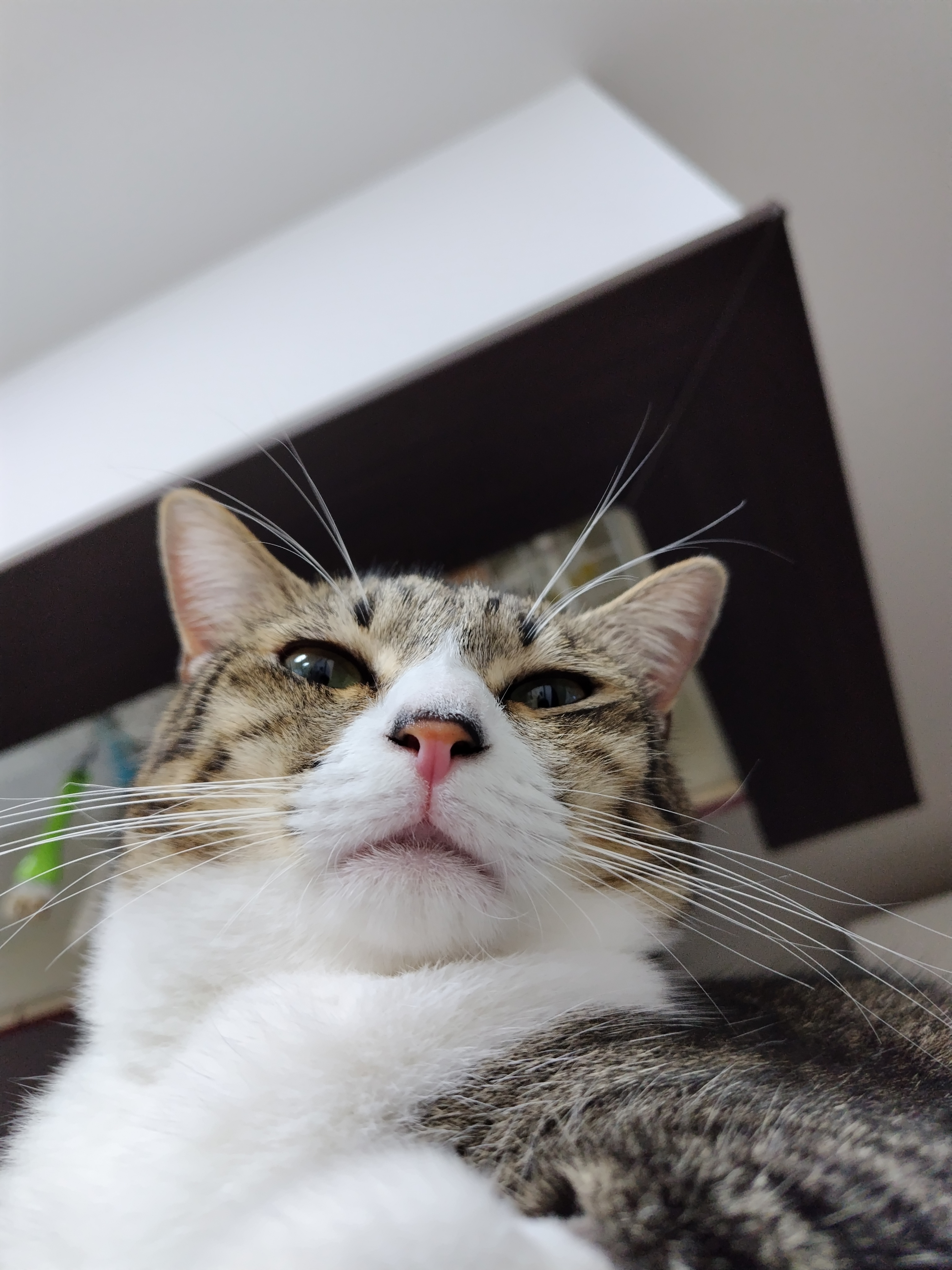 白猫好き L L Lサイズ 白猫ちゃん 猫 ふわふわ 置物 受注商品 羊毛