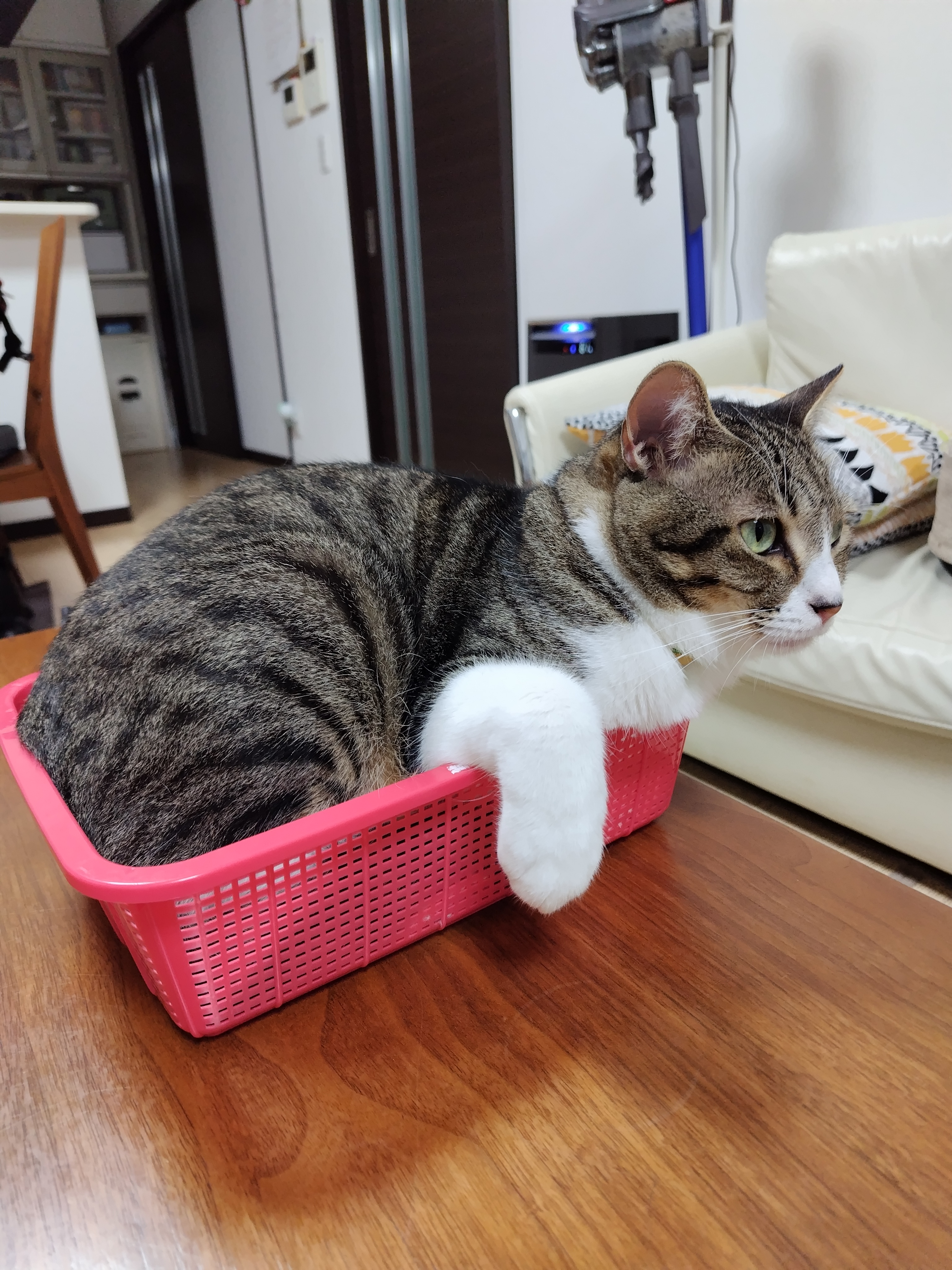 イト様 ダイソン好きキジ白ネコ(基本フォロバ) on X: 