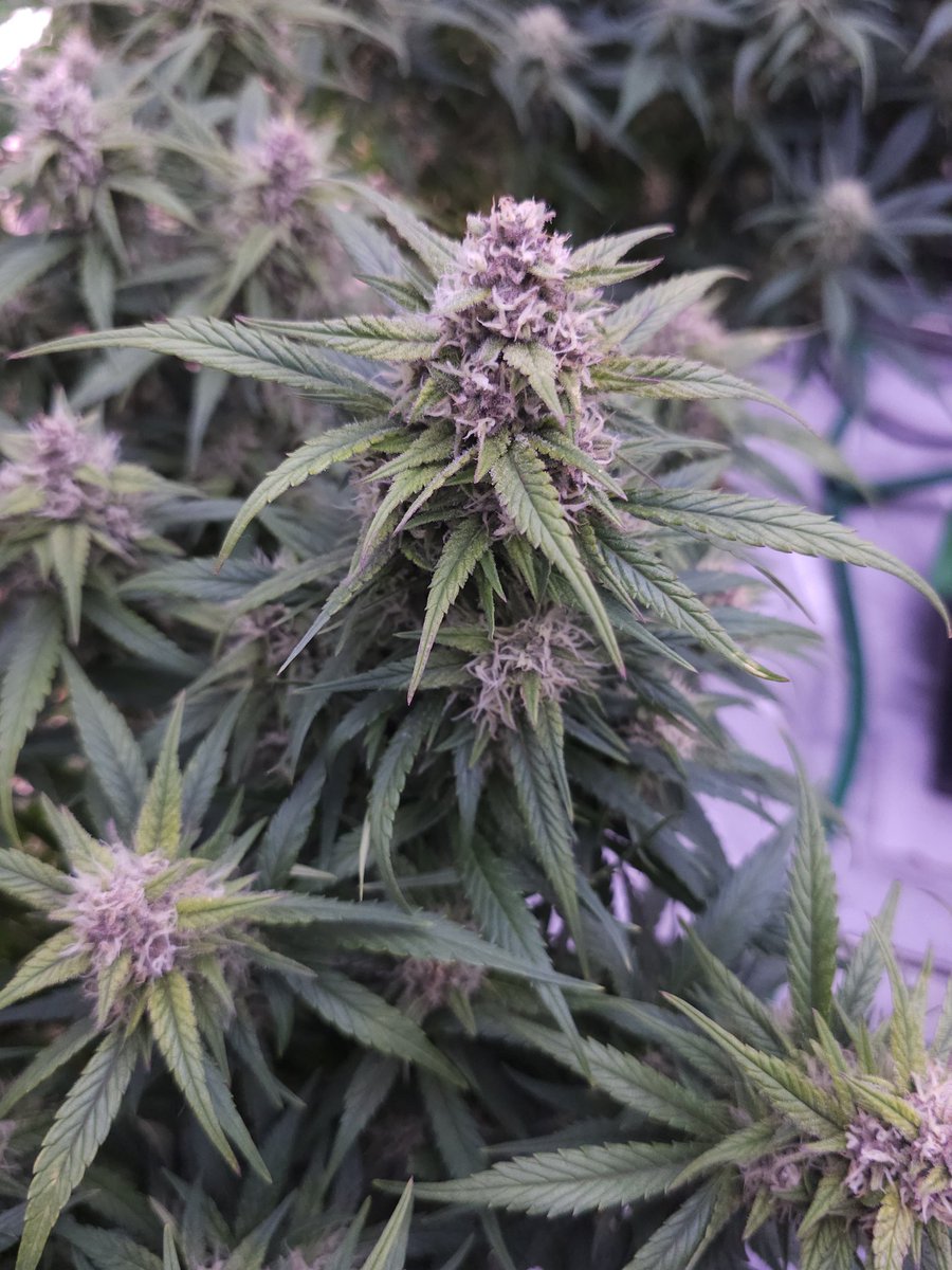 GrowOps Anon tweet media