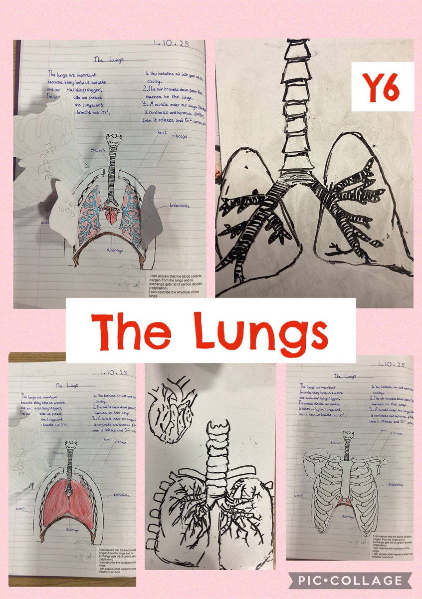 SpringfieldSPS's tweet image. In Science, Y6 have been learning about the circulatory system. They built a detailed diagram of the lungs and annotated how each part works! #science #Y6 #lungs #body #learn 
#Wechallengeourselves 🟡