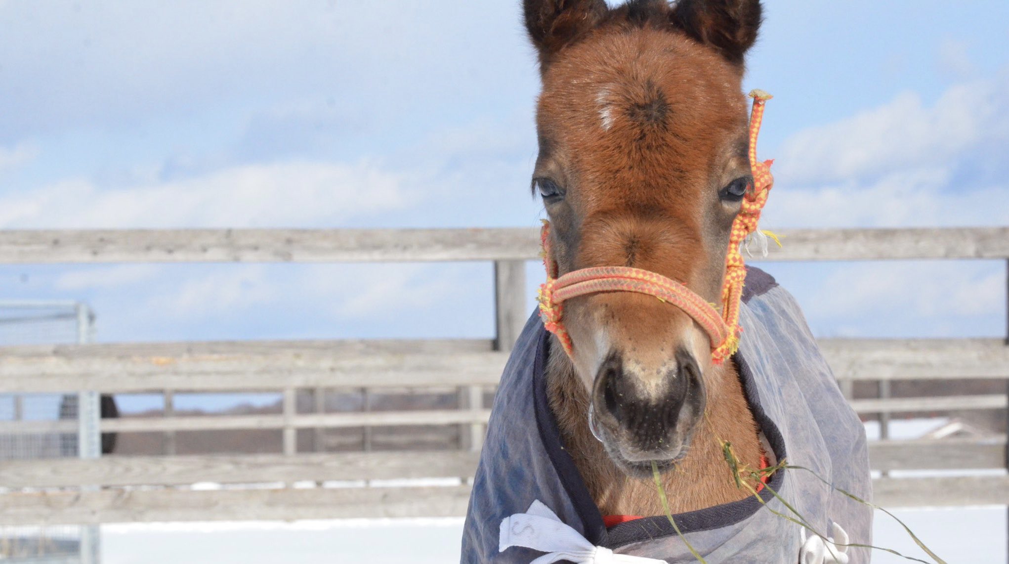 まめちゃん。 まめちゃん”ことスティルアイライズがデビュー戦18着 祖母
