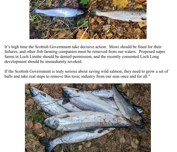 'Will Mowi finally come clean and admit how many pens were actually damaged at their Gorsten facility?' asks an angler.  'Mowi’s attempts to downplay and cover up the full extent of this escape only make a bad situation worse' <a href="/MowiScotlandLtd/">Mowi Scotland Limited</a> @fms_scotland <a href="/AST_Salmon/">Atlantic Salmon Trust</a> <a href="/scotgov/">Scottish Government</a>
