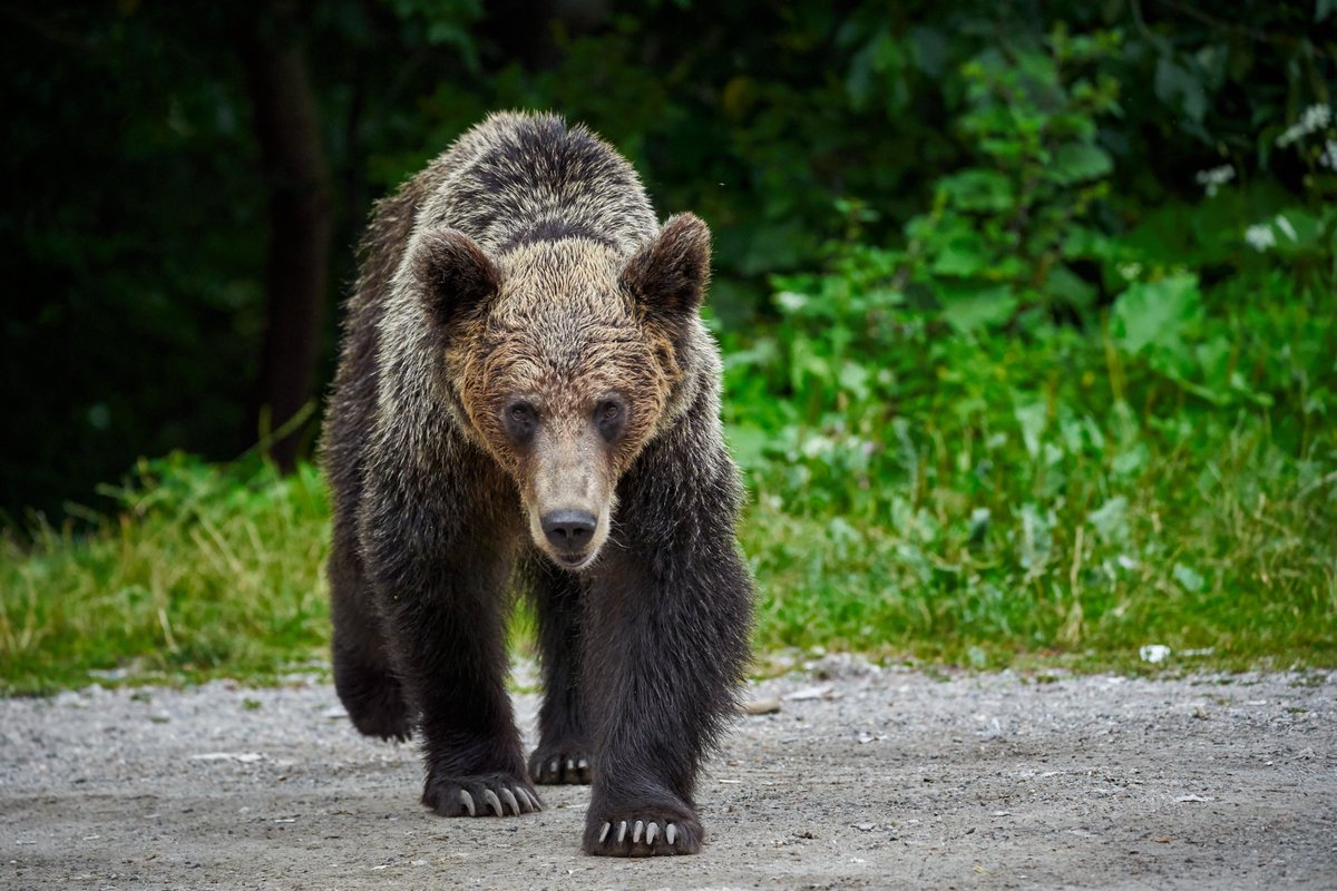 報道の“つまずき”──間違いが何を生むか

ニュースで「またクマが人を襲った」という見出しを見かけると、
多くの人が「山から下りてきたクマが凶暴化している」と思ってしまいます。
でも、そのイメージのほとんどは“報道の切り取り方”から生まれています。
映像では、黒い影が住宅街を歩く瞬間や、