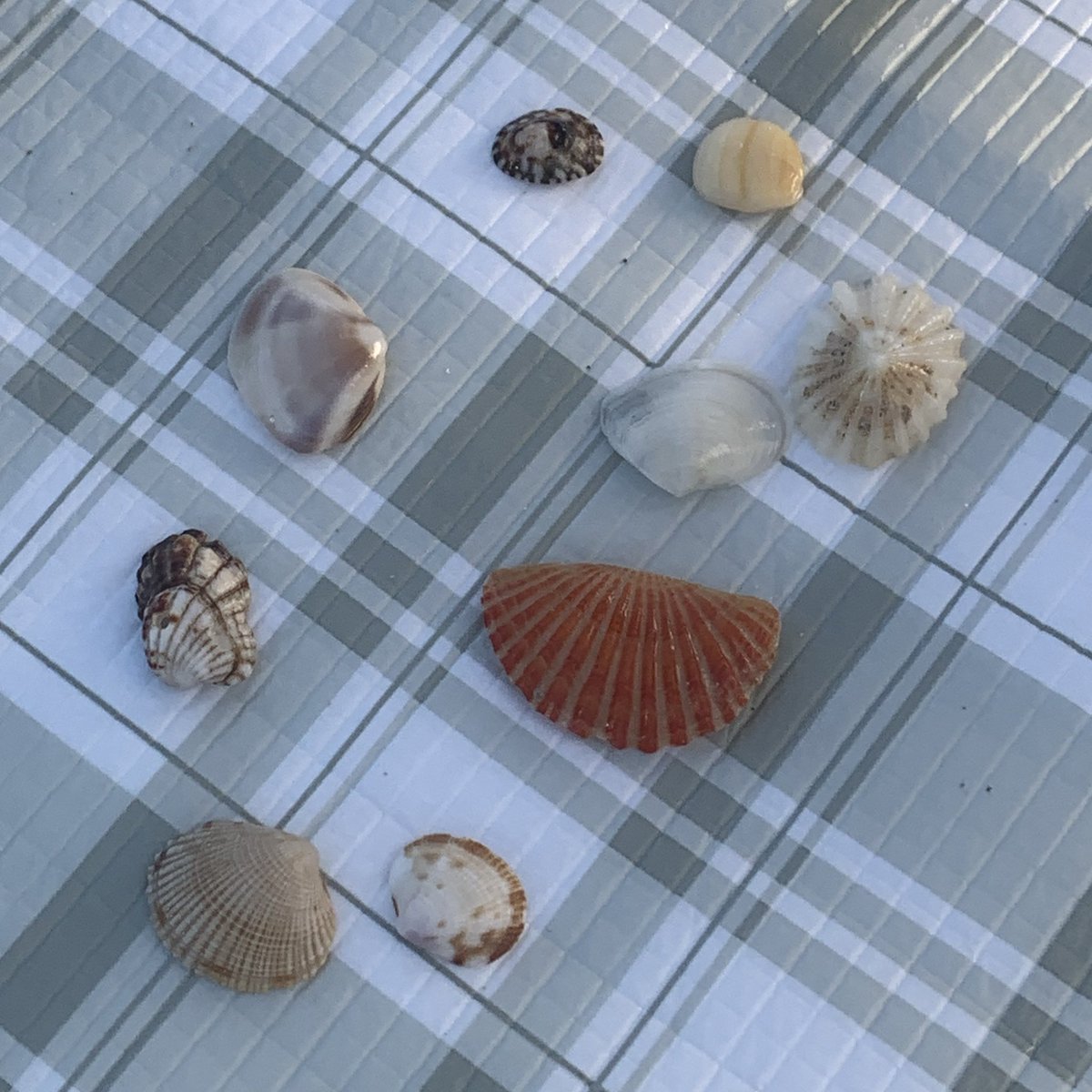 byeoly00's tweet image. 바닷가에서 예쁜 조개껍데기 찾기 하고싶다