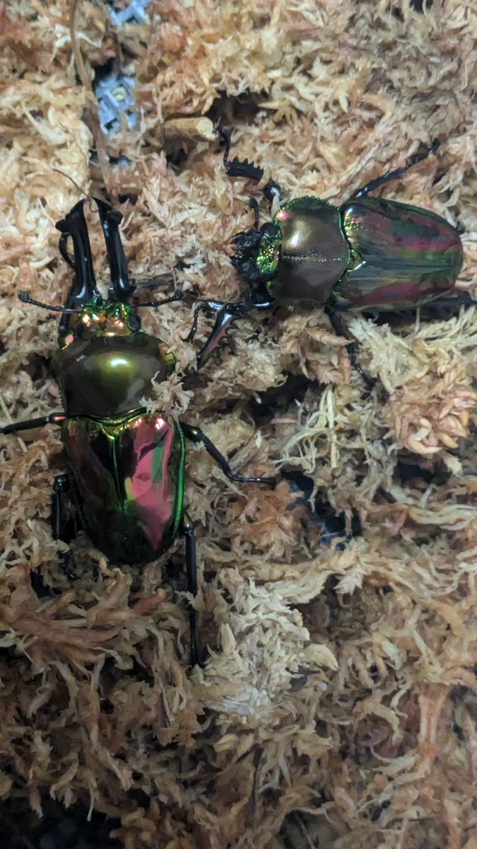 次はニジ復活の一発目！
すでに合体してました🤣
（めんどくさくて週末カワラ菌糸に突っ込んで終わりそうやけど）

レギはなんかダメそう。
メス半年なんやけどなぁ。。。
交尾したかわからんけど、セットして様子見。潜ってくれ🙏