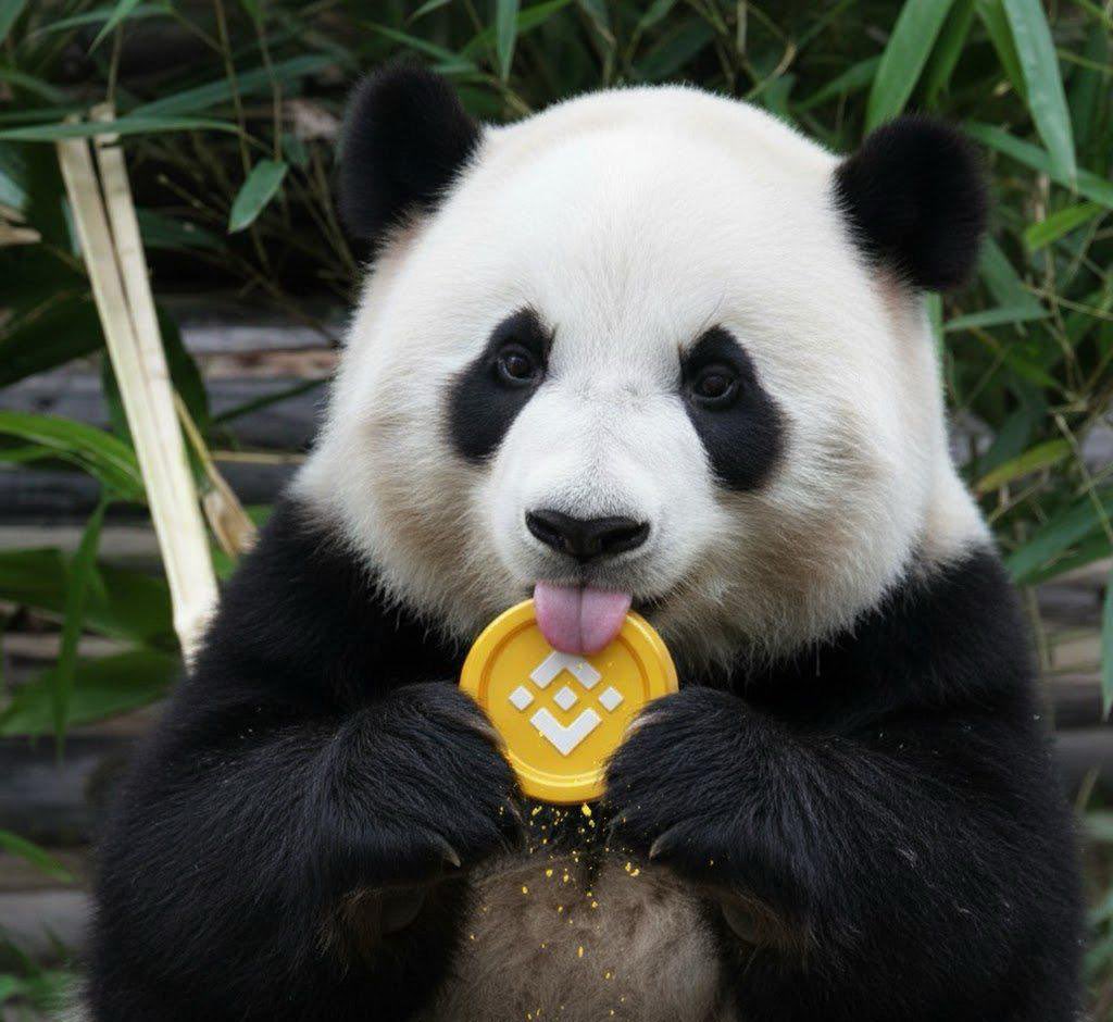 $Huahua is looking ready