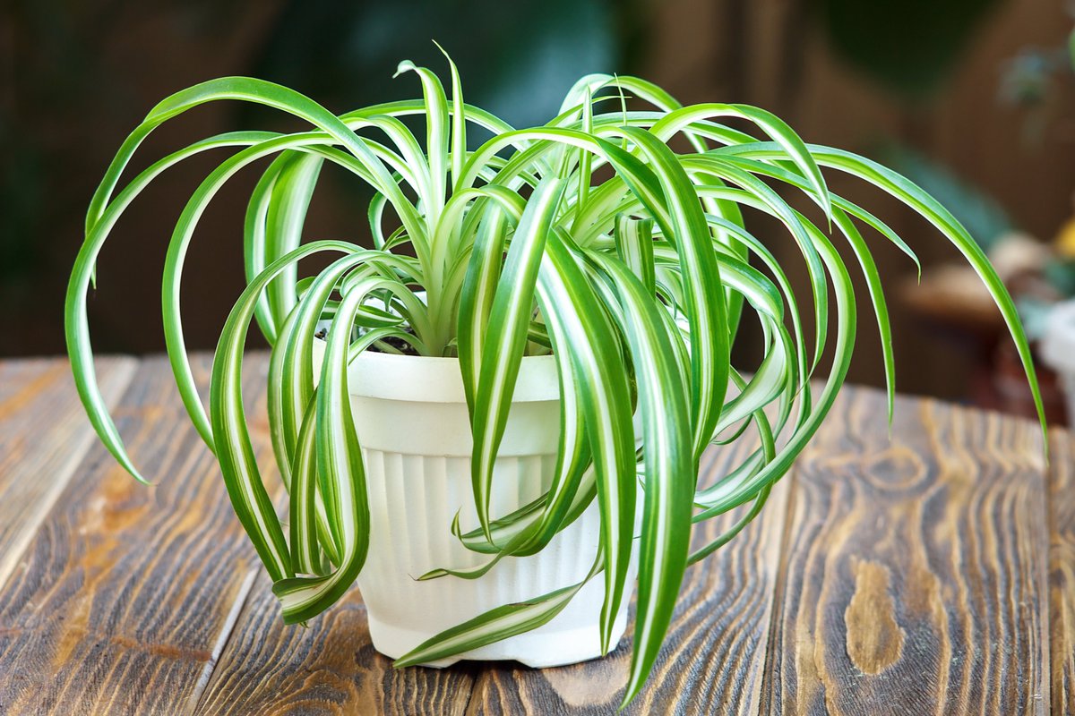UniteMattress's tweet image. The #spider #plant isn’t just one of the easiest plants to care for, it is also an amazing natural air purifier. It can remove harmful #formaldehyde, a known #carcinogen, from the air you breathe with a 90 percent efficiency according to a study conducted by NASA. #mattress