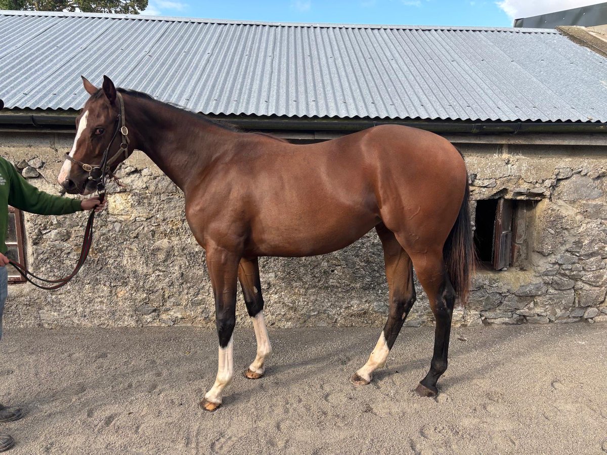 John Bourke tweet media