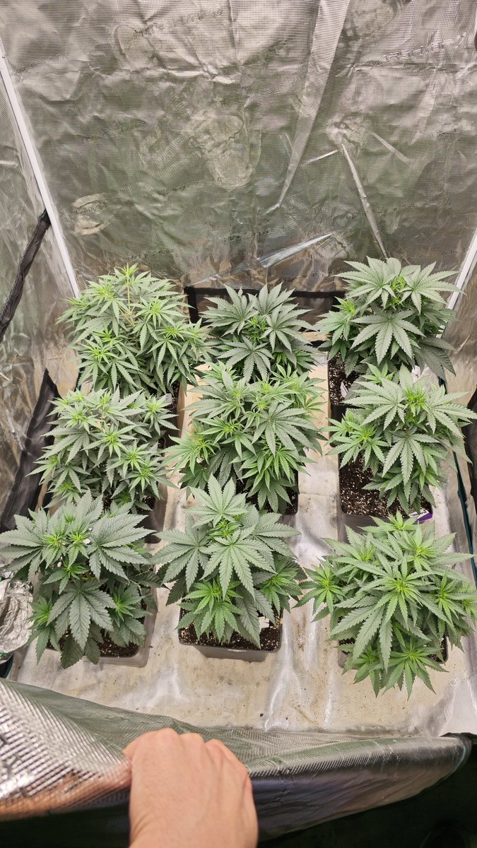 GreenAutoConsumo tweet media