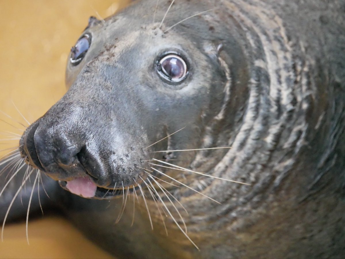 👅ポテチ
カワイイね☺

#うみたまご
#アザラシ #grayseal
#ポテチ