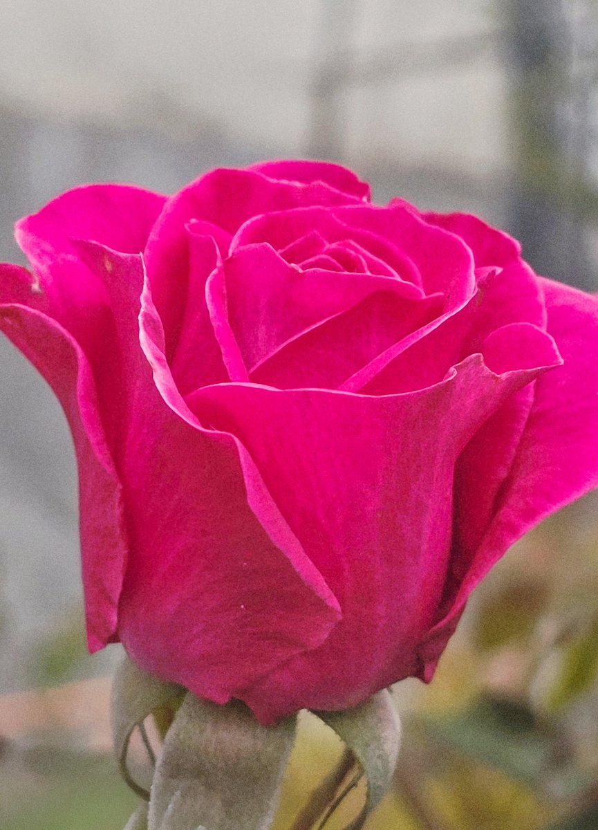 🌹