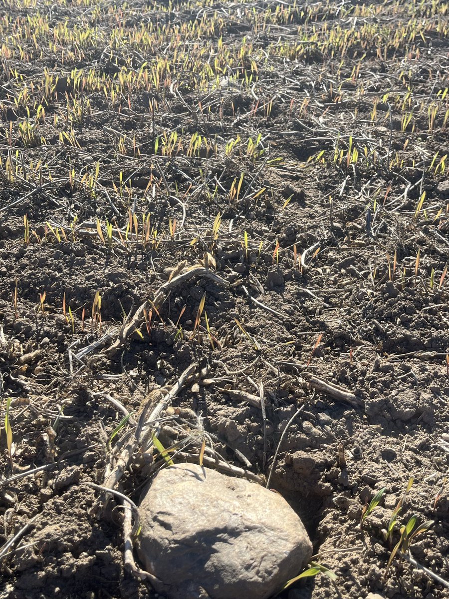 Robin Poss tweet media