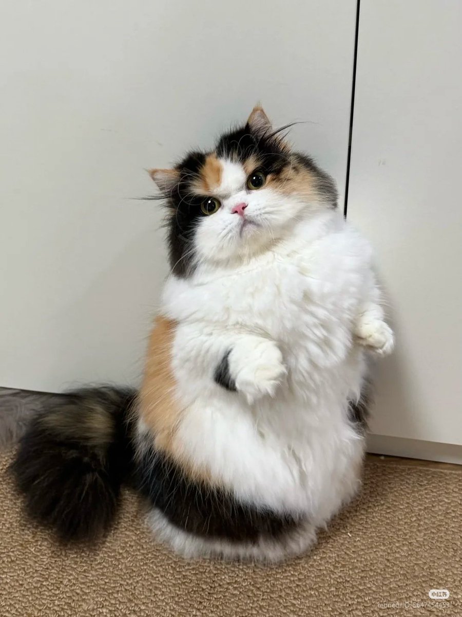 No Context Cats tweet media