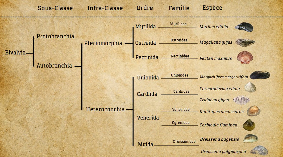 Les liens de parentés entre quelques bivalves emblématiques 🦑