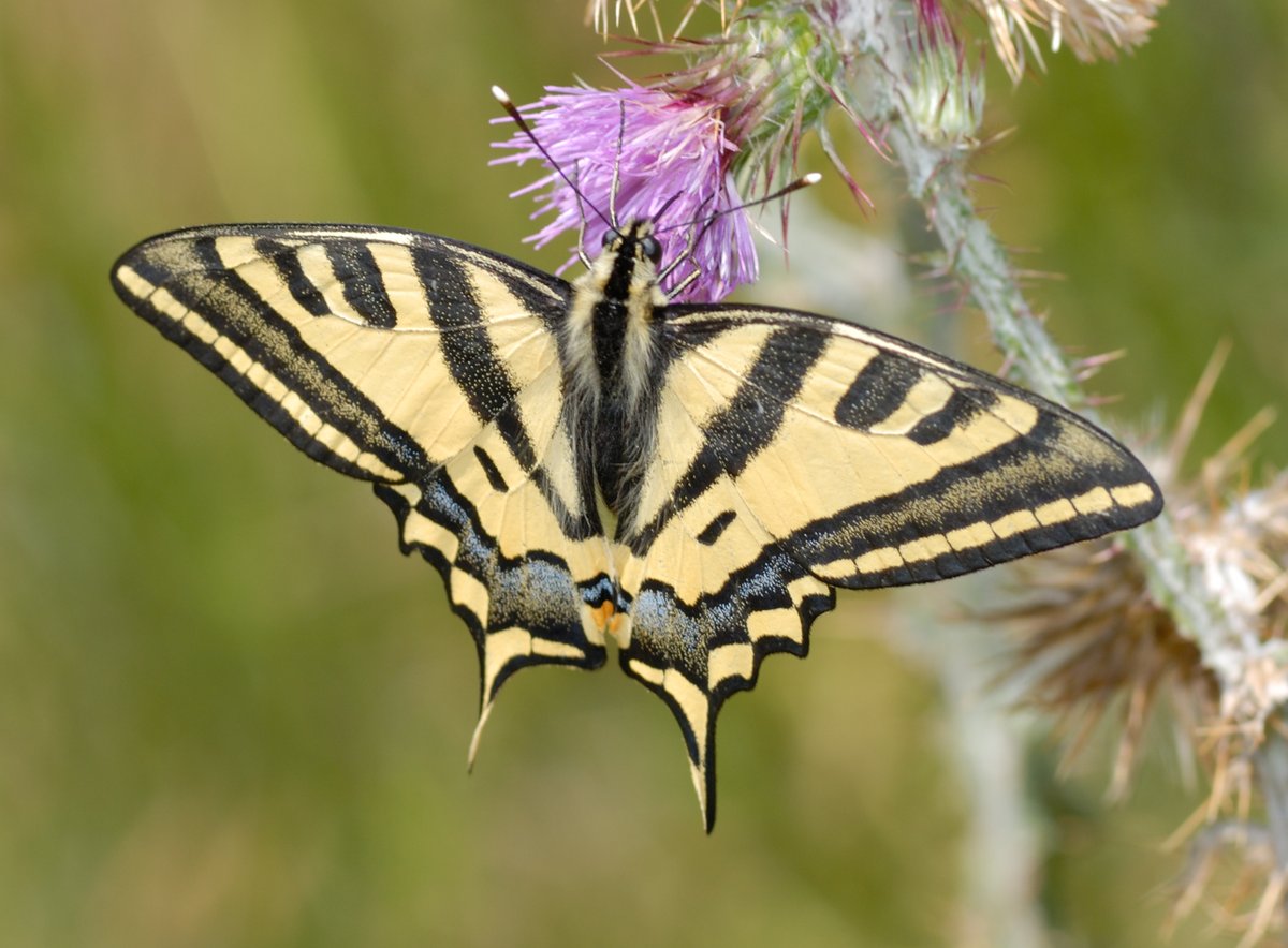 migrans's tweet photo. How can we conserve butterflies under climate change?
Our new paper on Papilio alexanor identifies future refugia and key corridors for its survival. @dbiosunito 
👉 https://t.co/Uszi47tSWW
#biodiversity #climatechange #SDM #Butterflies https://t.co/IzgLIuyAAk